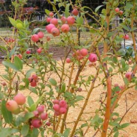 Pink-Lemonade-Blueberry-Vaccinium-Quart-Pot-0-0